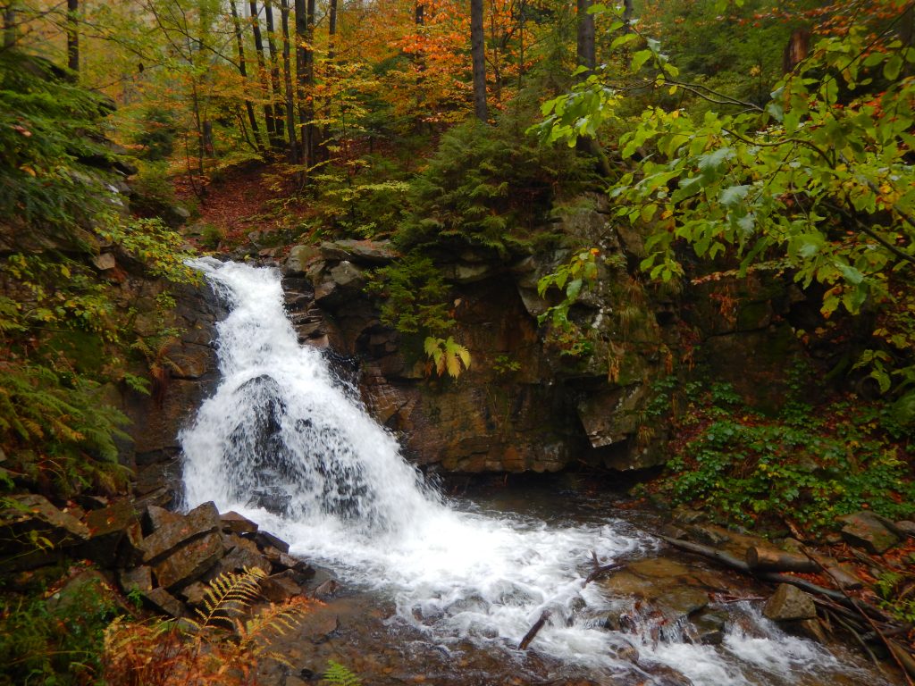 Shinrin yoku – forest bathing – lesná terapia…čo to je? Shinrin yoku – forest bathing – lesná terapia…čo to je?