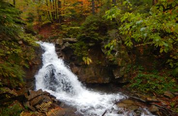 Shinrin yoku – forest bathing – lesná terapia…čo to je?